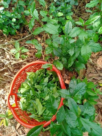 Matcha trà xanh - Trà Thái Minh - Công Ty TNHH Thương Mại Xuất Nhập Khẩu Thái Minh
